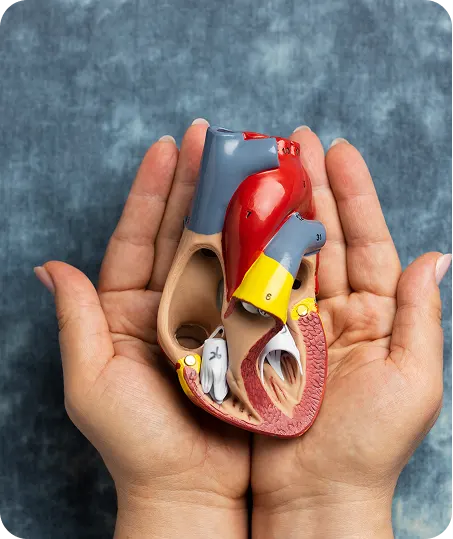 facts organ donation