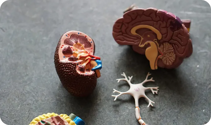 Your amazing kidneys